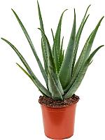 Алоэ Вера Барбаденсис H70 D24 см