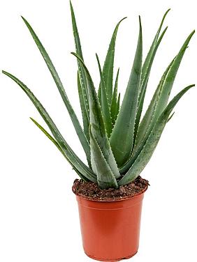 Алоэ Вера Барбаденсис