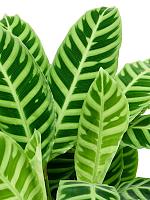Калатея Зебрина H80 D19 см