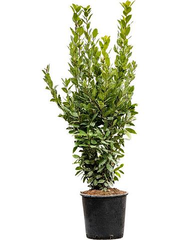 Лавровое дерево (Лавр благородный)