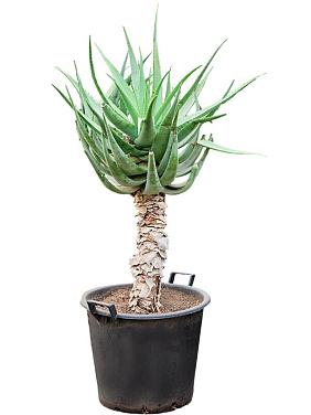 Алоэ Цезия Алоэ Цезия