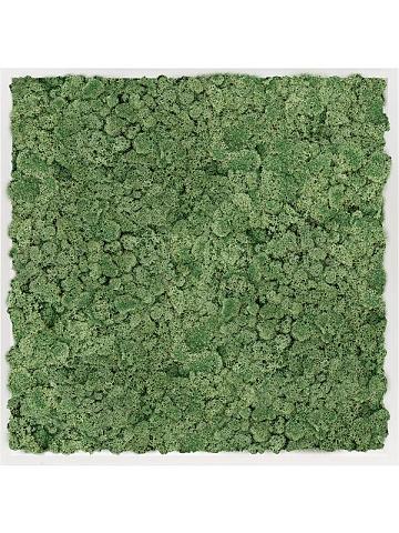 Картина из мха mdf ral 9010 satin gloss 100% reindeer moss moss green Картина из мха mdf ral 9010 satin gloss 100% reindeer moss moss green
