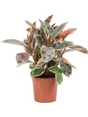 Фикус Эластика Белиз