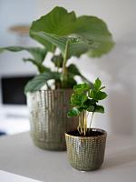 Кашпо Cille pot forest D11 H9 см