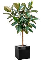 Фикус Эластика Робуста H140 D30 см