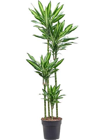 Драцена Фрагранс Чинто 4 ствола