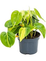 Филодендрон Сканденс Бразил H20 D12 см