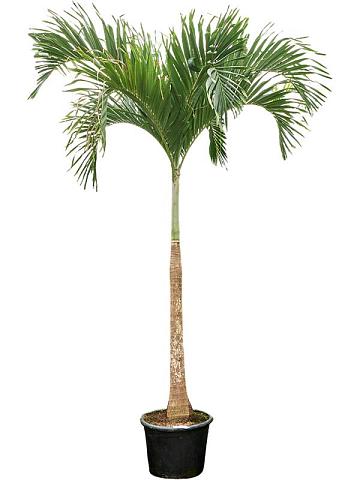 Вейтчия Мерилли (Адонидия)