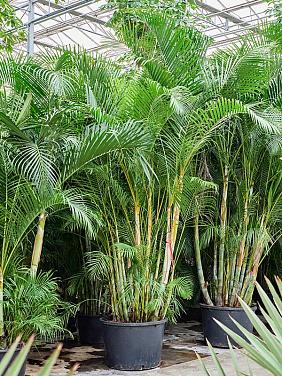 Арека Хризалидокарпус (Дипсис желтоватый)