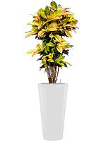 Кротон (Кодиеум) Миссис Айстон H125 D27 см