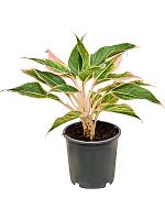 Аглаонема Сиам Пинк H30 D13 см