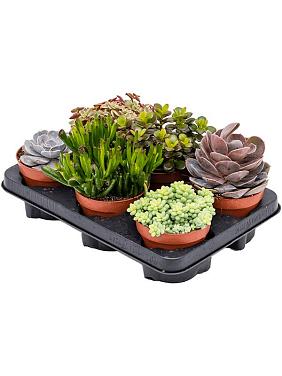 Суккуленты микс Суккуленты микс