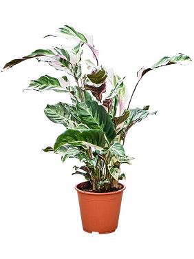 Калатея Стелла