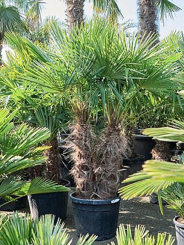 Трахикарпус Форчуна многоствольный Трахикарпус Форчуна многоствольный