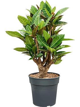 Кротон (Кодиеум) Петра Кротон (Кодиеум) Петра