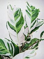 Калатея Стелла H70 D19 см