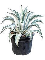 Агава Американская Медиопикта Альба серо-зеленая H80 D45 см