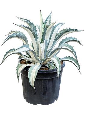 Агава Американская Медиопикта Альба серо-зеленая