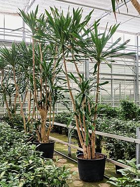 Драцена Гимея многоствольная Драцена Гимея многоствольная