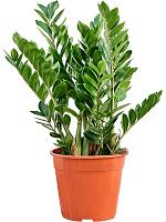 Замиокулькас замиелистный H100 D27 см