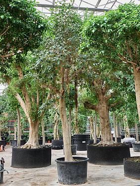 Фикус Рубигиноза Австралийский