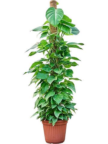 Эпипремнум Золотистый на опоре Эпипремнум Золотистый на опоре