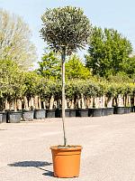 Оливковое дерево (Олива европейская) H175 D33 см