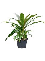 Кринум азиатский H180 D60 см