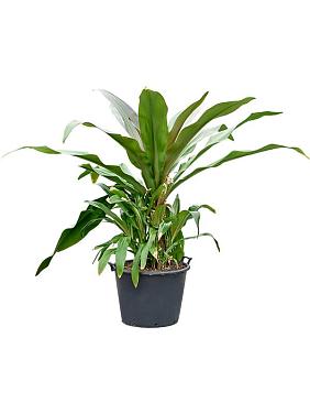 Кринум азиатский