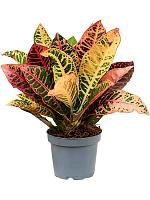 Кротон (Кодиеум) Петра H30 D12 см