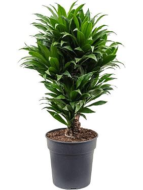 Драцена Фрагранс Компакта разветвленная Драцена Фрагранс Компакта разветвленная