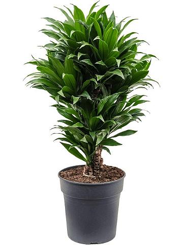 Драцена Фрагранс Компакта разветвленная
