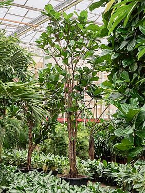 Фикус Лирата многоствольный Фикус Лирата многоствольный