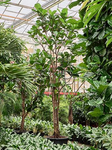 Фикус Лирата многоствольный Фикус Лирата многоствольный