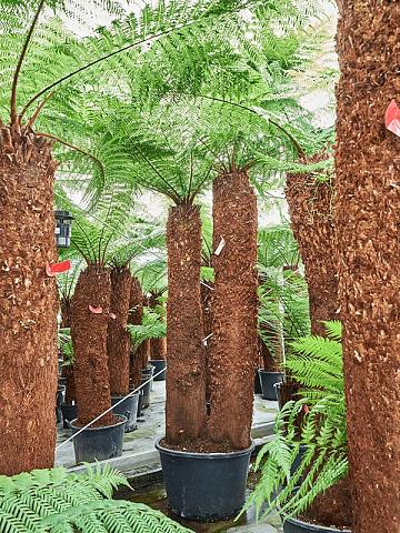 Диксония антарктическая Диксония антарктическая