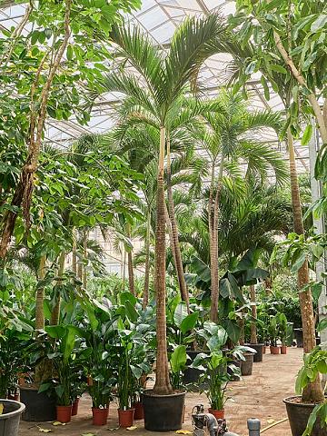 Вейтчия Мерилли (Адонидия)