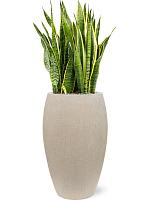 Сансевиерия Лауренти трехполосная H90 D30 см