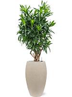 Драцена Рефлекса отогнутая H165 D34 см