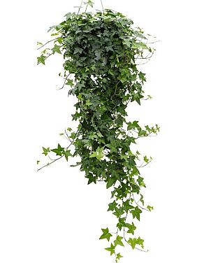 Плющ Хедера Хеликс Питтсбург ампельный Плющ Хедера Хеликс Питтсбург ампельный