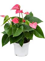 Антуриум Андрианум чемпион розовый H40 D12 см Антуриум Андрианум чемпион розовый H40 D12 см