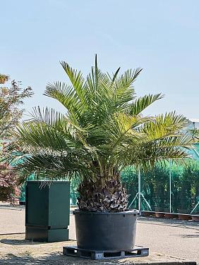 Юбея Чилийская Юбея Чилийская