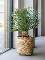 Кашпо Bohemian zayn xxxs bamboo D31 H33 см