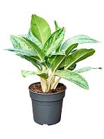 Аглаонема Хоризон H50 D19 см