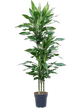 Драцена Фрагранс Бурунди 3 ствола Драцена Фрагранс Бурунди 3 ствола