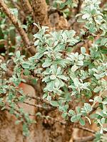 Сезамотамнус Лугардий H200 D55 см