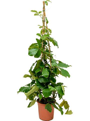 Комнатный виноград (Тетрастигма Вуанье) пирамида