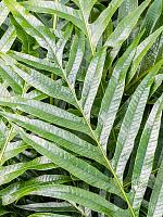 Аглаоморфа Джим H70 D37 см