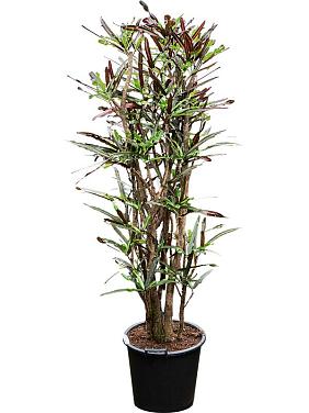 Кротон (Кодиеум) Мамми