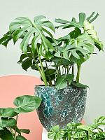 Монстера Делициоза (деликатесная) H70 D21 см