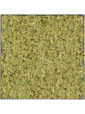 Картина из мха nova frame natural-concrete 100% reindeer (oldgreen) Картина из мха nova frame natural-concrete 100% reindeer (oldgreen)